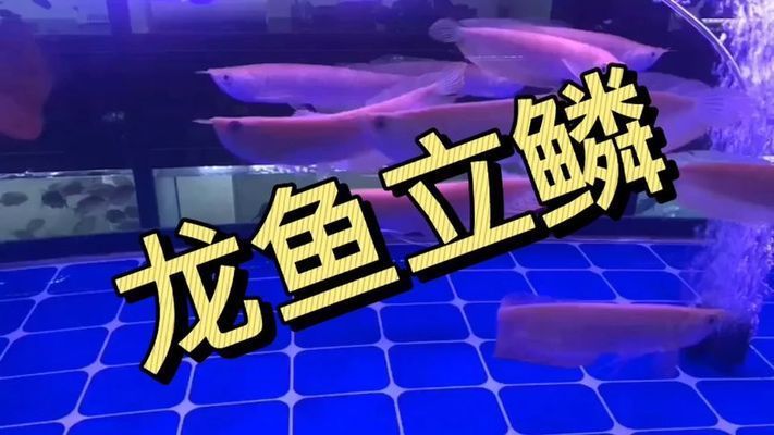 龍魚剛到家不吃東西：龍魚立鱗的原因為什么