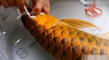 幾百萬(wàn)的金龍魚(yú)：幾百萬(wàn)的金龍魚(yú)可能是指那些具備特殊特征或繁殖能力的高品質(zhì)觀賞魚(yú)
