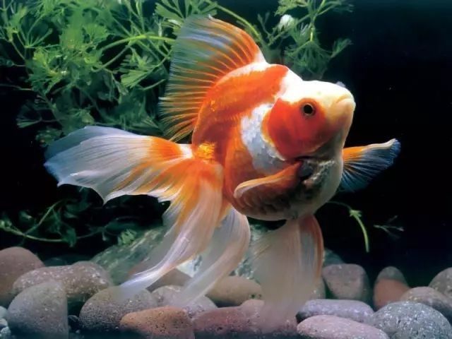 龍魚松鱗病手術(shù)成功率高嗎？