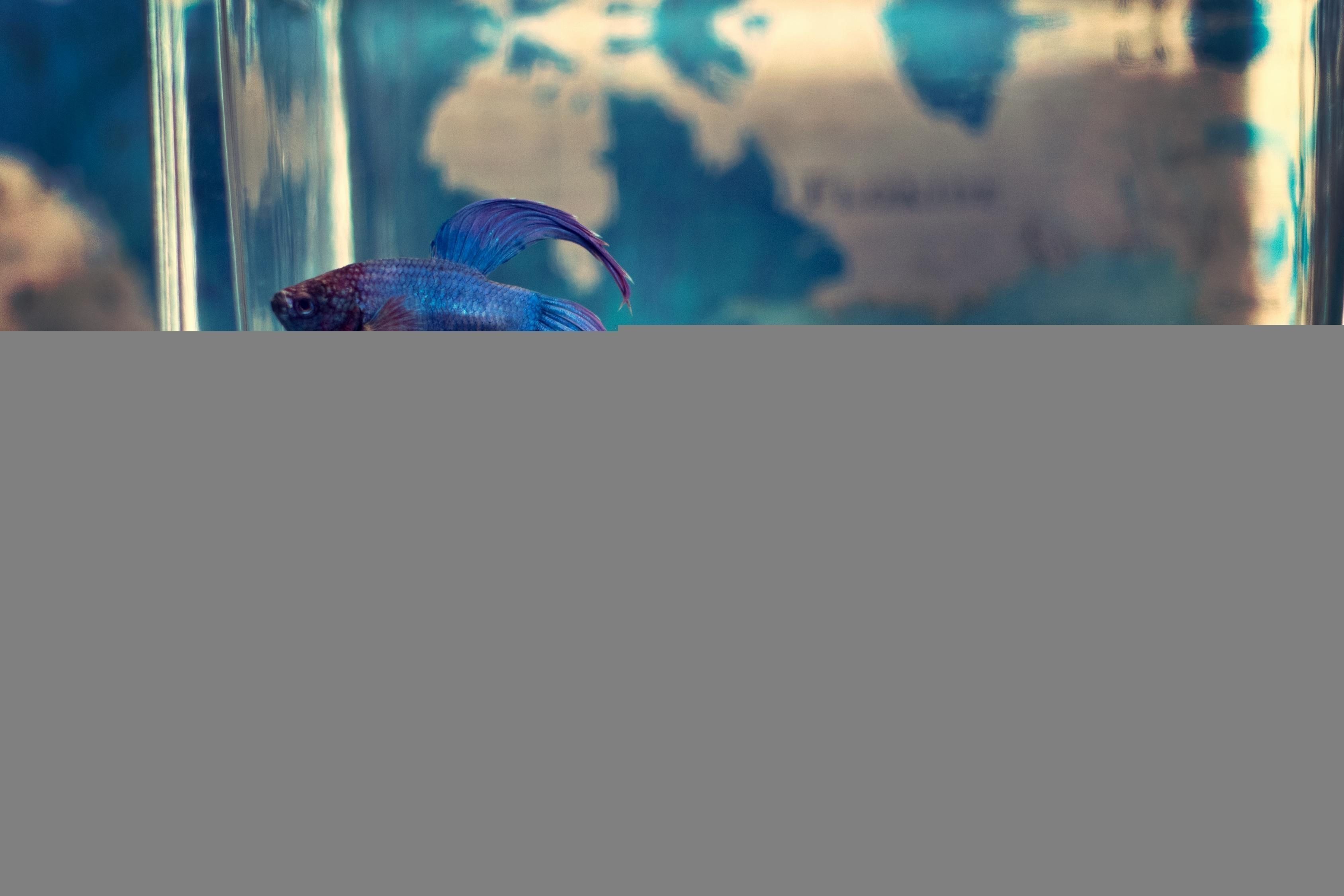 金龍魚混養幾條比較好一點的魚缸：金龍魚混養好嗎