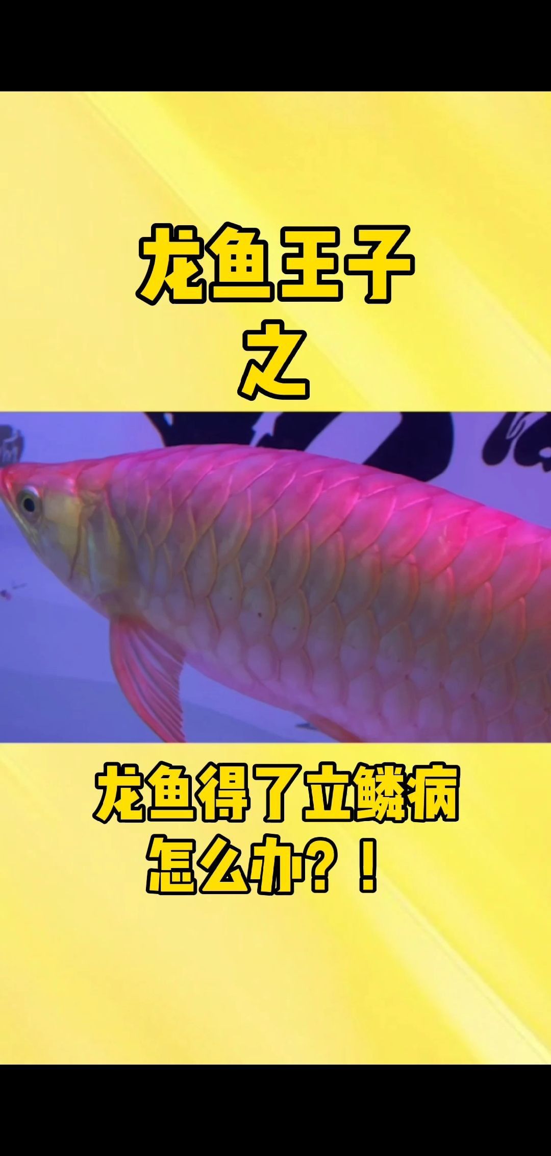 龍魚立鱗病自愈后會有后遺癥嗎？