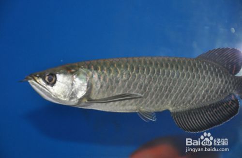 星點龍魚水質管理技巧：星點龍魚的水質管理技巧