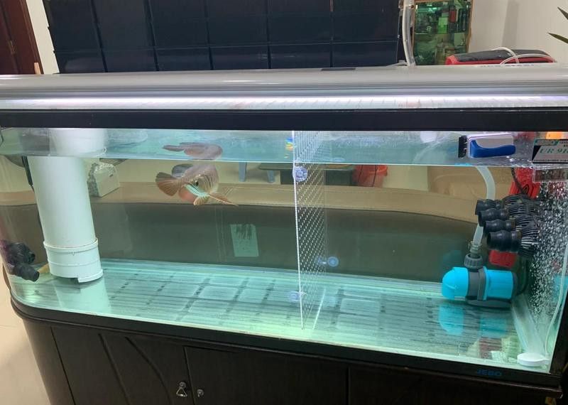 如何區(qū)分銀龍魚中的雪龍魚？