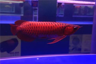 龍魚錦標賽冠軍名單（龍魚錦標賽冠軍信息）