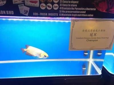龍魚錦標賽冠軍名單（龍魚錦標賽冠軍信息）