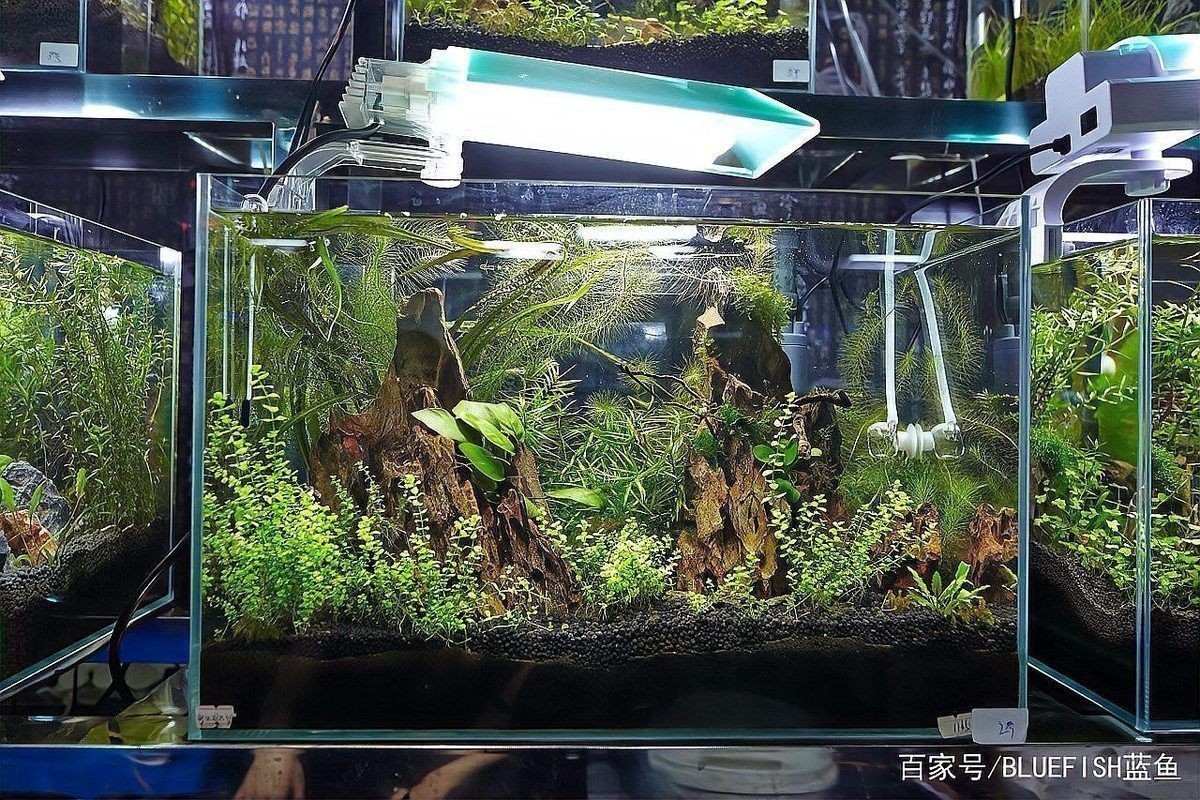 金魚用白燈好還是用藍白燈