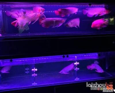 黃化金龍魚魚池：黃化金龍魚怎么養(yǎng)？