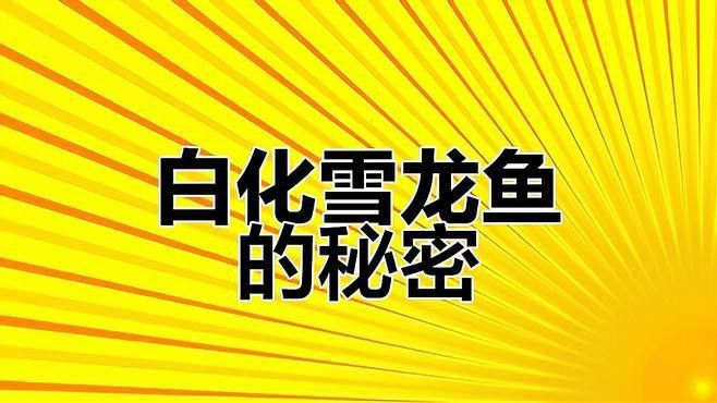 白化銀龍魚和黃化銀龍魚的區(qū)別是什么