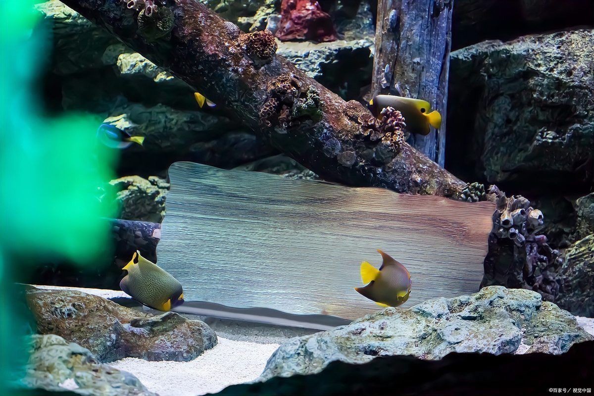白化銀龍魚和黃化銀龍魚的區(qū)別是什么