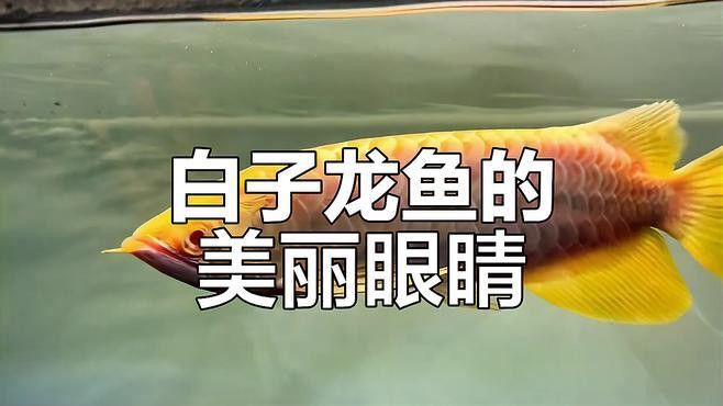白化銀龍魚和黃化銀龍魚的區(qū)別是什么