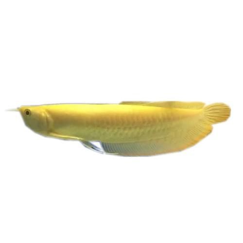 白化銀龍魚和黃化銀龍魚的區(qū)別是什么