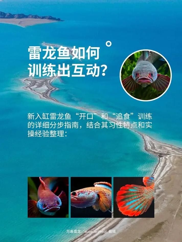 雷龍魚品相怎么看