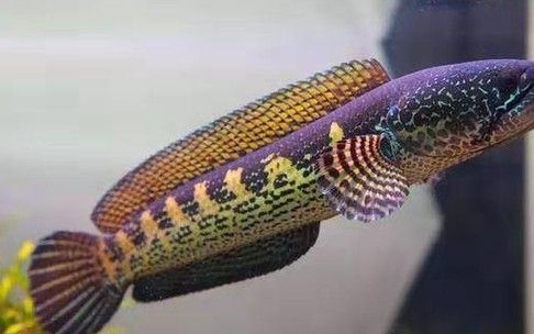 雷龍魚品相怎么看