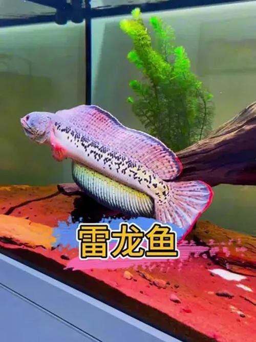 雷龍魚品相怎么看