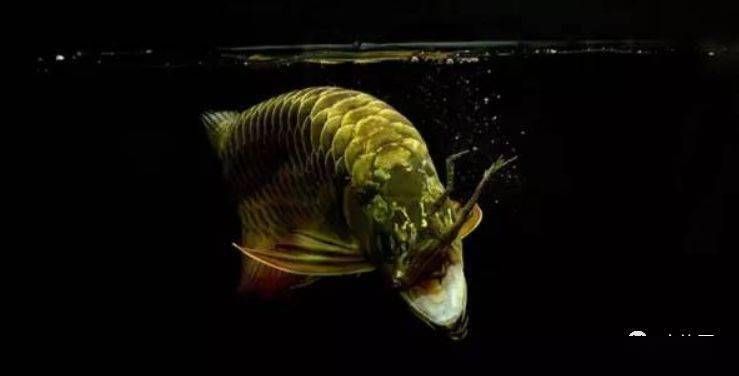 龍魚都吃啥（關于龍魚的飲食習慣的詳細介紹）