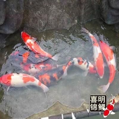 龍魚和龍鳳鯉能混養嗎：龍魚和龍鳳鯉是否能混養取決于多種因素，龍鳳鯉能混養嗎