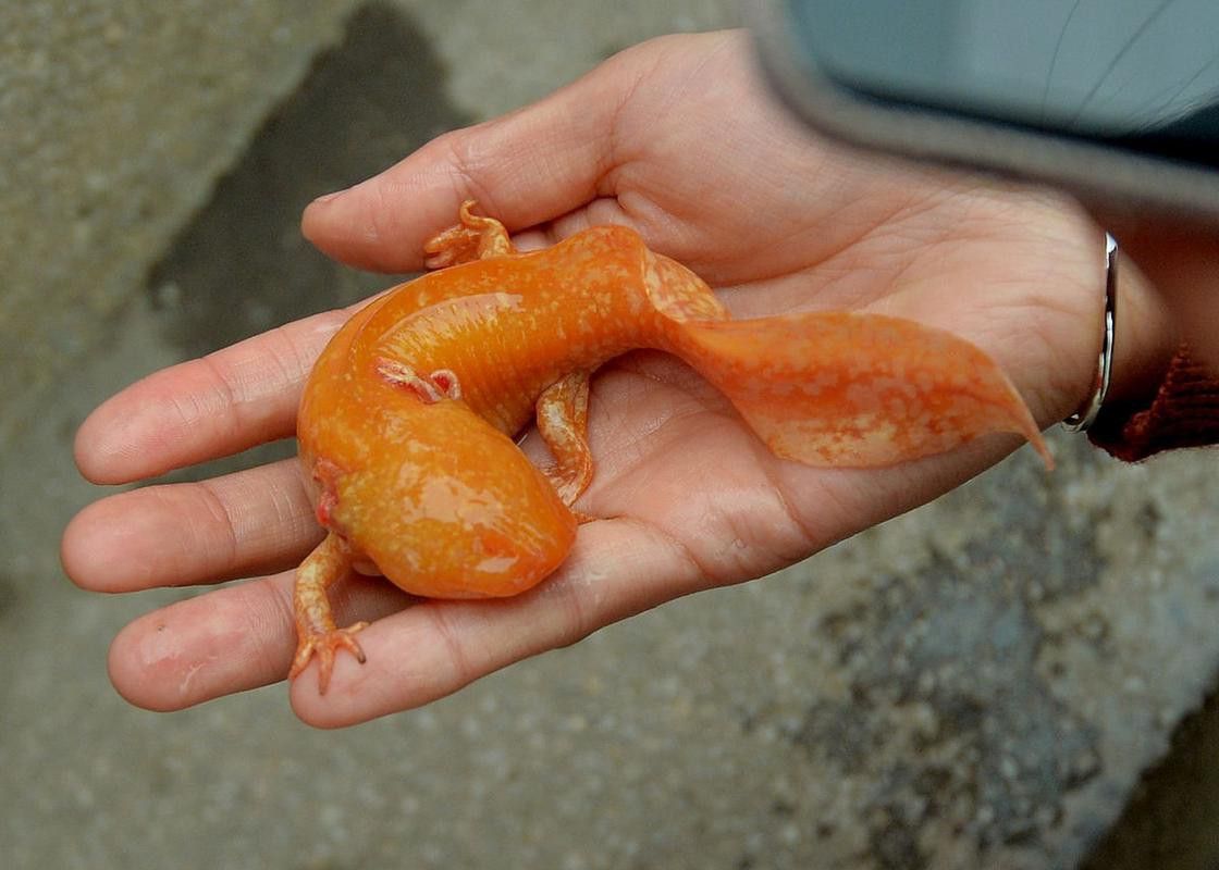 恐龍魚是熱帶魚嗎圖片