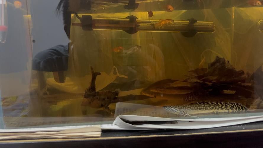 恐龍魚是熱帶魚嗎圖片