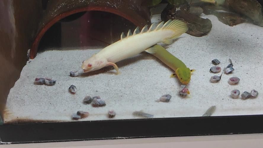 恐龍魚是熱帶魚嗎圖片