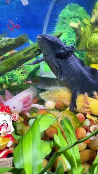 恐龍魚是熱帶魚嗎圖片