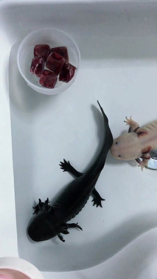 恐龍魚是熱帶魚嗎圖片