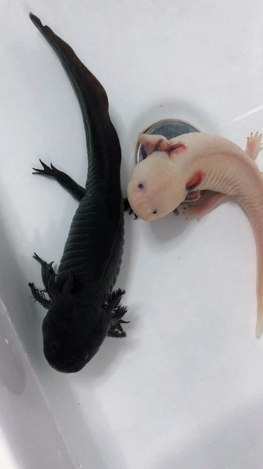 恐龍魚是熱帶魚嗎圖片