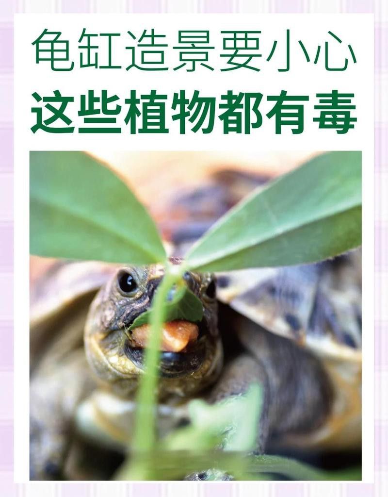 哪些植物不適合與假龍龜混養？