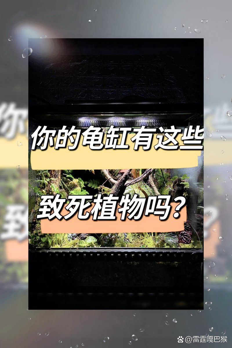 哪些植物不適合與假龍龜混養？