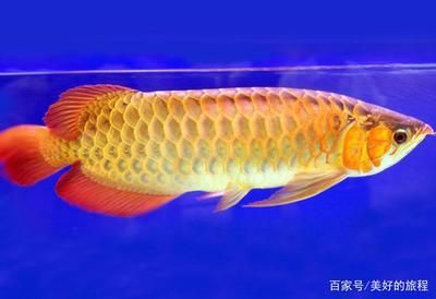 超血紅龍魚的正確飼養方法（紅龍魚的飼養方法全攻略）