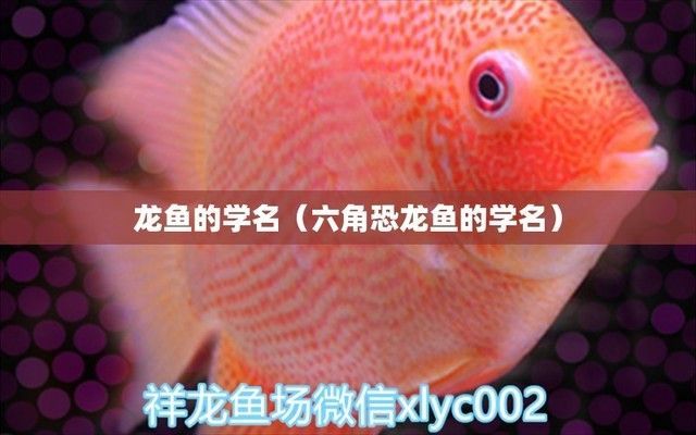 龍魚別名叫什么名字