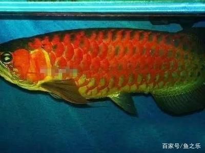 龍魚尺寸與魚齡有關(guān)嗎：龍魚的尺寸與其年齡有關(guān)嗎？