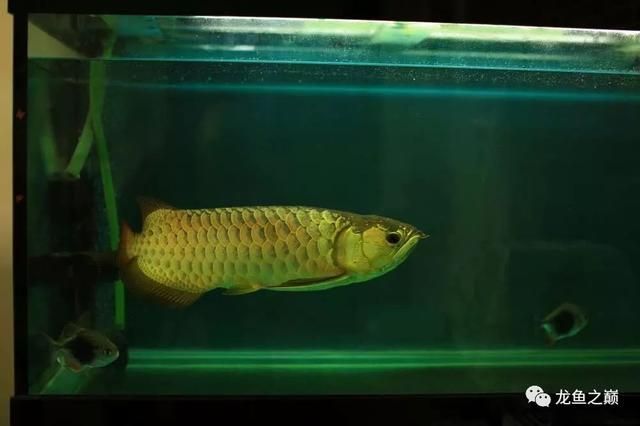 龍魚尺寸與魚齡有關(guān)嗎：龍魚的尺寸與其年齡有關(guān)嗎？