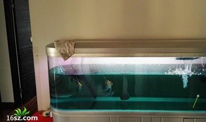 龍魚尺寸與魚齡有關(guān)嗎：龍魚的尺寸與其年齡有關(guān)嗎？