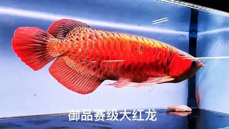 龍魚圖片長大后會變色嗎