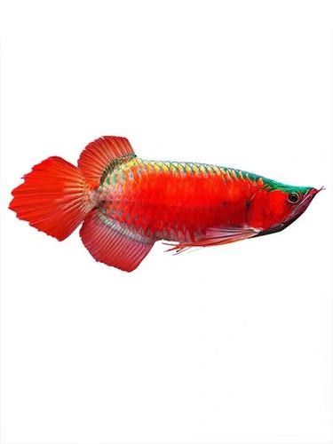 龍魚圖片長大后會變色嗎