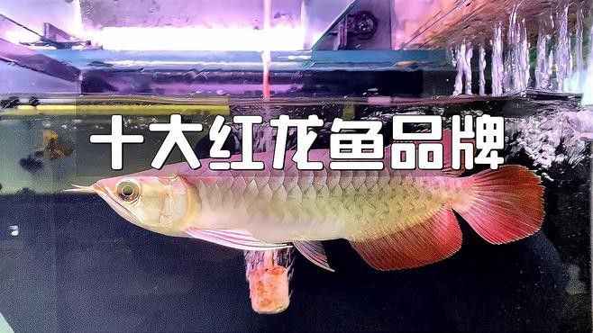 紅龍魚哪個品牌最受歡迎？