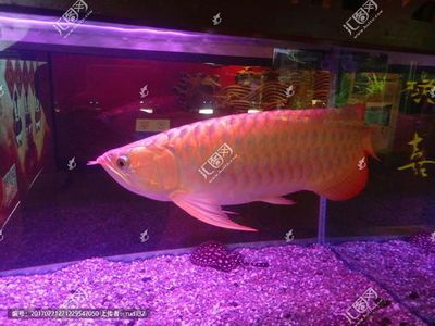 養龍魚養幾條最<strong><mark>吉利</mark></strong>圖片：養龍魚的吉祥數目通常以雙數為宜，如何挑選吉祥龍魚
