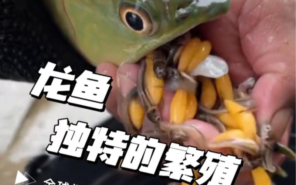 龍魚可以和發財魚一起養嗎