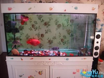 龍魚之巔diy魚缸制作