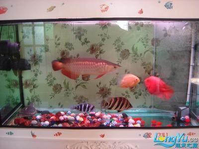 龍魚之巔diy魚缸制作