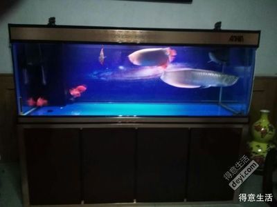 龍魚之巔diy魚缸制作