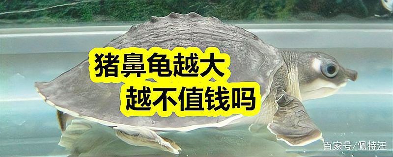 豬鼻龜和龍魚混養需要多大的魚缸？
