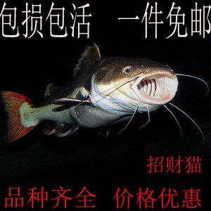 龍魚配招財貓：如何選擇適合混養的招財貓魚