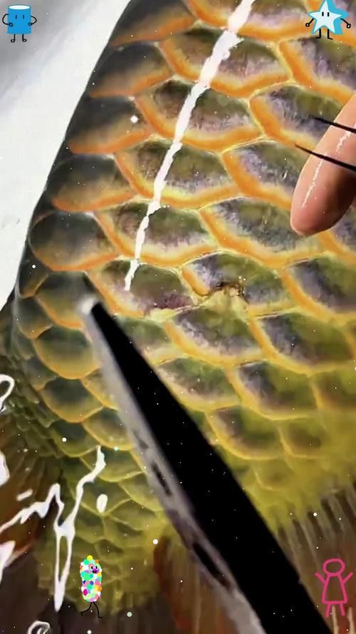 金龍魚嘴里鼓鼓的