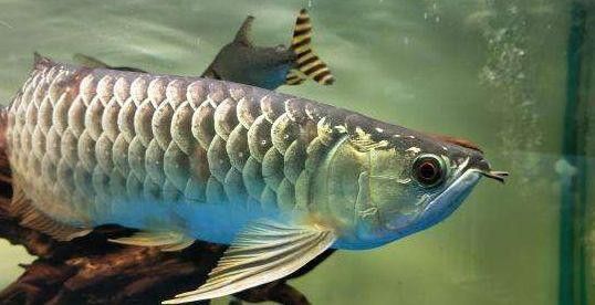 金龍魚嘴里鼓鼓的