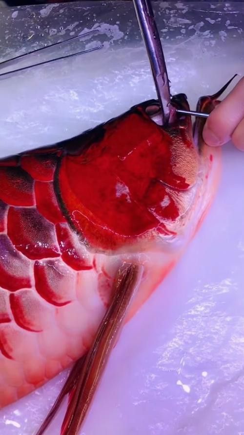 金龍魚嘴里鼓鼓的
