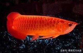 金龍魚嘴里鼓鼓的