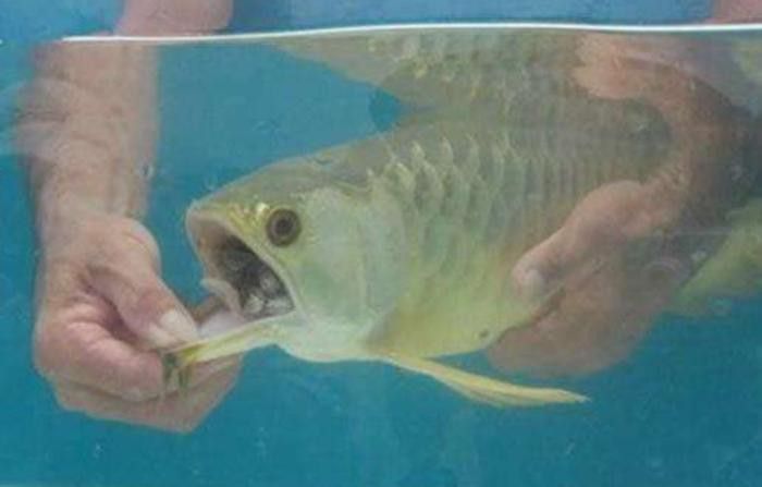 金龍魚嘴里鼓鼓的