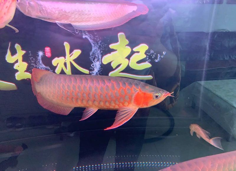 金龍魚嘴里鼓鼓的