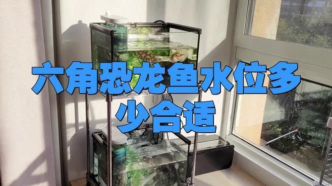如何判斷六角龍魚是否需要增氧？